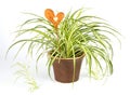 Spider plant with decoration heart