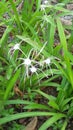 Spider plant