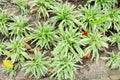 Spider Plant with Green & white slender leaf which is good for h Royalty Free Stock Photo