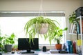 spider plant hanging above brightly lit workspace
