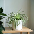 Spider Plant, house plant on a white background, AI generated Royalty Free Stock Photo