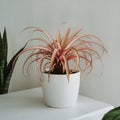 Spider Plant, house plant on a white background, AI generated Royalty Free Stock Photo