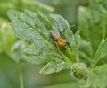 Spider on plant leaf