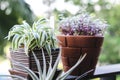 Spider plant and Mini turtle plant in pot at terrace