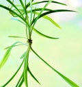 Spider plant Royalty Free Stock Photo