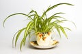 Spider plant in retro tea cup Royalty Free Stock Photo