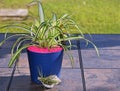 Spider Plant Sitting On A Table