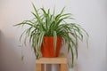 Spider plant Royalty Free Stock Photo