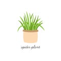 Spider plant vector illustration drawing