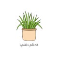 Spider plant vector illustration drawing