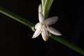 Spider plant white flower. Green leaf texture. Nature floral background. Organic botanical beauty macro closeup Royalty Free Stock Photo