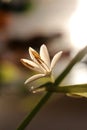 Spider plant white flower. Green leaf texture. Nature floral background. Organic botanical beauty macro closeup Royalty Free Stock Photo