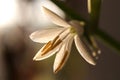 Spider plant white flower. Green leaf texture. Nature floral background. Organic botanical beauty macro closeup Royalty Free Stock Photo