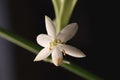 Spider plant white flower. Green leaf texture. Nature floral background. Organic botanical beauty macro closeup Royalty Free Stock Photo