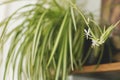 Spider plant white flowers close up on background of room with plants. Chlorophytum blooming flowers and green striped leaves, pot Royalty Free Stock Photo