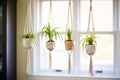 spider plants hanging from macrame rope holders Royalty Free Stock Photo