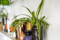 Spider plants on the plant shelves, indoor plants, modern minimalist home