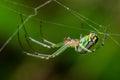 A Spider Plucking Strings