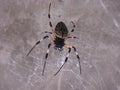 Spider popularly known as Maria Bola Royalty Free Stock Photo