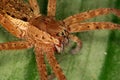 Spider portrait Royalty Free Stock Photo