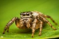 Extreme closeup of cute female jumping spider standing on a green leaf
