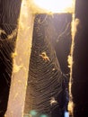 A spider and its web in an outdoor light at night Royalty Free Stock Photo