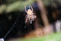 The Spider predator. Calabria, Italy