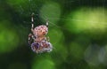 Spider with prey Royalty Free Stock Photo