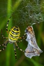 Spider prey Royalty Free Stock Photo