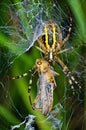 Spider prey Royalty Free Stock Photo
