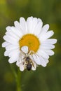 Spider with prey bee on camomile Royalty Free Stock Photo