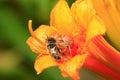 The spider prey on bees