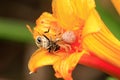 The spider prey on bees