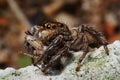 Spider With Prey Caught Royalty Free Stock Photo