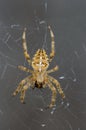 Spider Royalty Free Stock Photo
