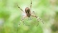 Female Wasp spider with prey