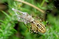 Spider preying at grasshopper. Argiope bruennichi Royalty Free Stock Photo