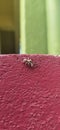 Spider preying on housefly