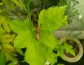 Spider preying wasp bee insect sitting on green leaf plant in garden, nature and wild life photography