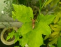 Spider preying wasp bee insect sitting on green leaf plant in garden, nature and wild life photography