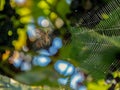 Arachnoid insect cobeb sun glare blurred background vegetation colorfully hunting a net trap for insects