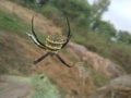 Spider in progress net schem Royalty Free Stock Photo