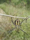 Spider in progress net schem Royalty Free Stock Photo