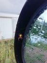 Spider, rain,car,mirror hiding,golden body Royalty Free Stock Photo