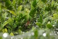 Spider and rain