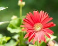 Spider Reaching in a Red Daisy Royalty Free Stock Photo