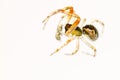 Spider ready to attack behind a white background Royalty Free Stock Photo