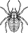 Spider realistic line vector illustrations. Hand drawing style