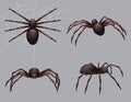 Spider realistic. Nature insects crawl venom black fear spider vector danger collection