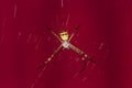 Spider Red background Royalty Free Stock Photo